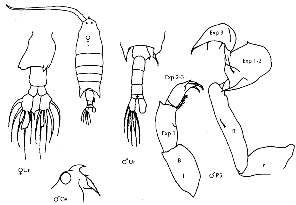 Species Labidocera acuta - Plate 35 of morphological figures