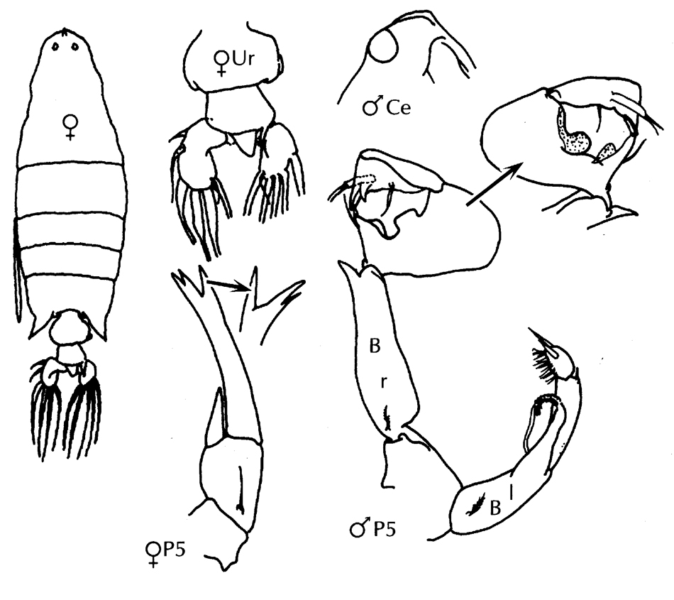 Espce Labidocera acutifrons - Planche 19 de figures morphologiques