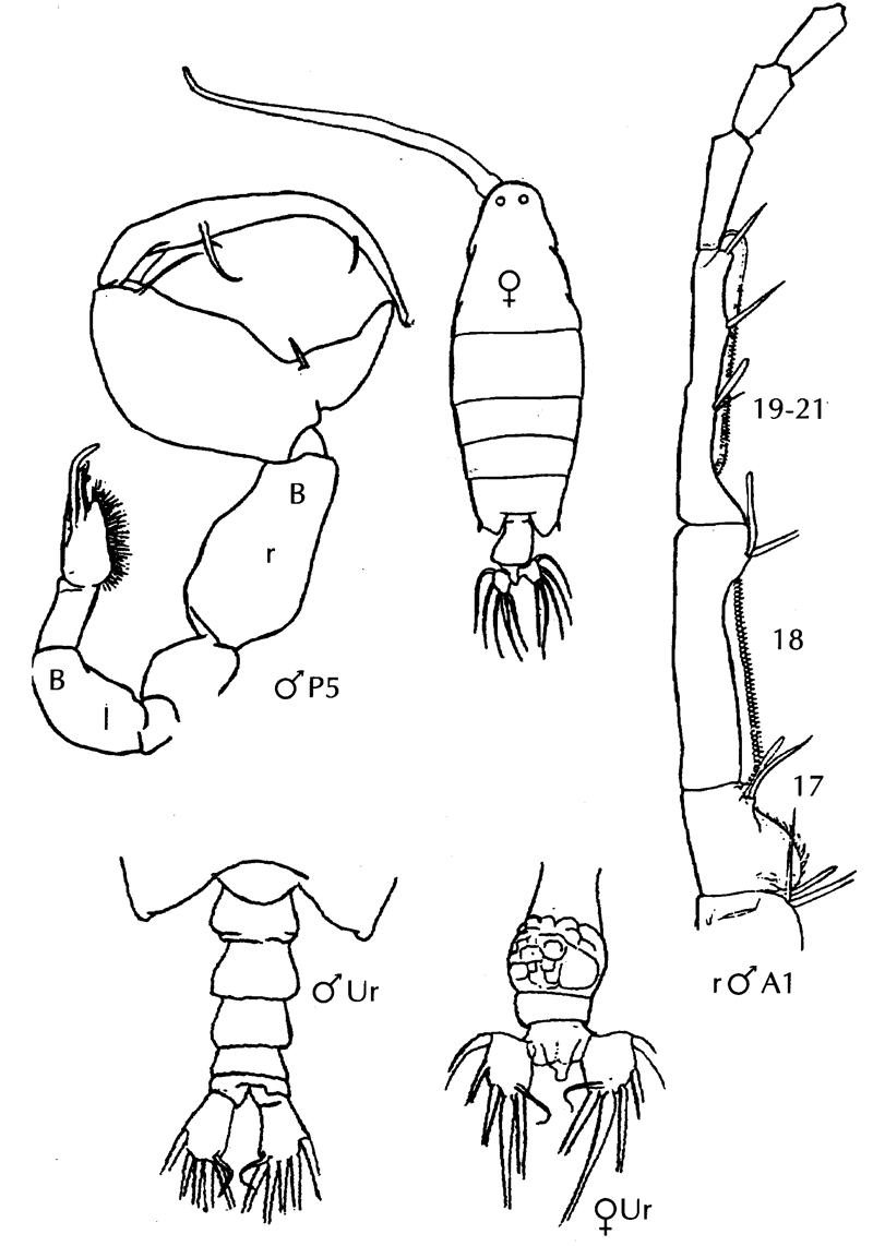 Espce Labidocera detruncata - Planche 22 de figures morphologiques
