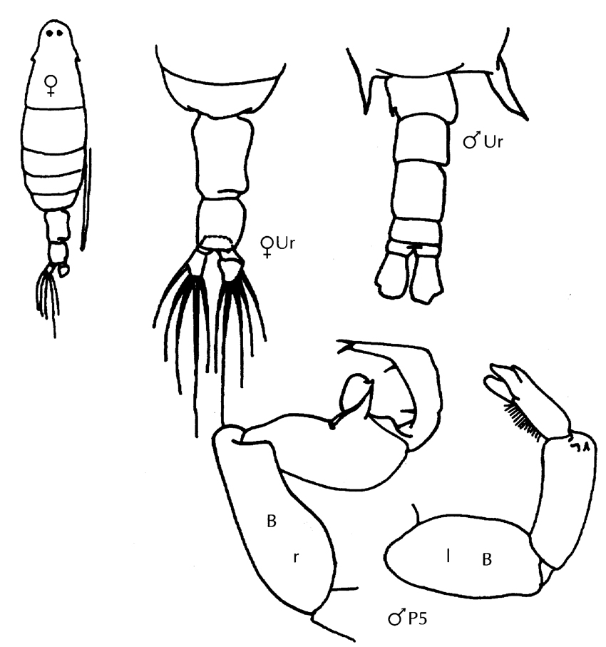 Espce Labidocera minuta - Planche 26 de figures morphologiques