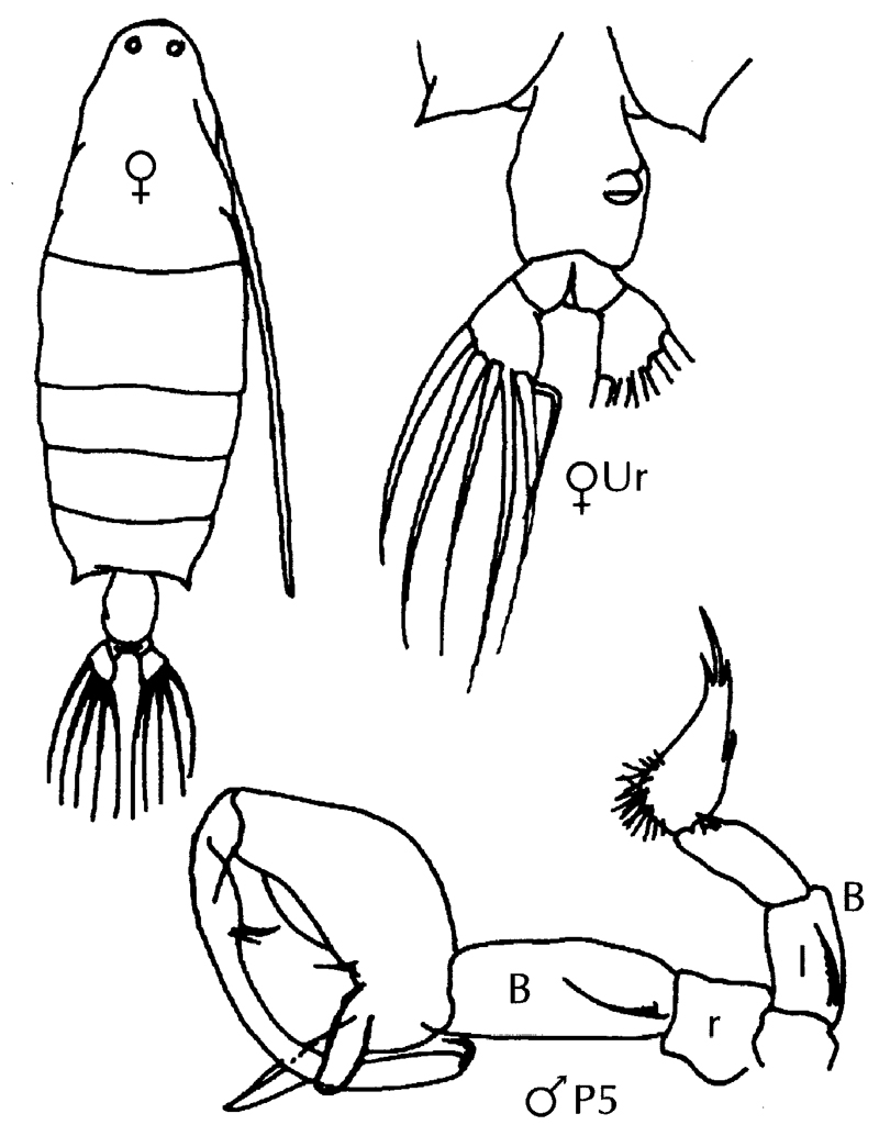 Species Labidocera nerii - Plate 8 of morphological figures