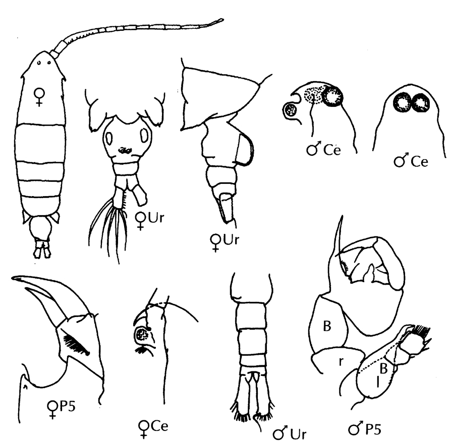 Espèce Labidocera wollastoni - Planche 23 de figures morphologiques