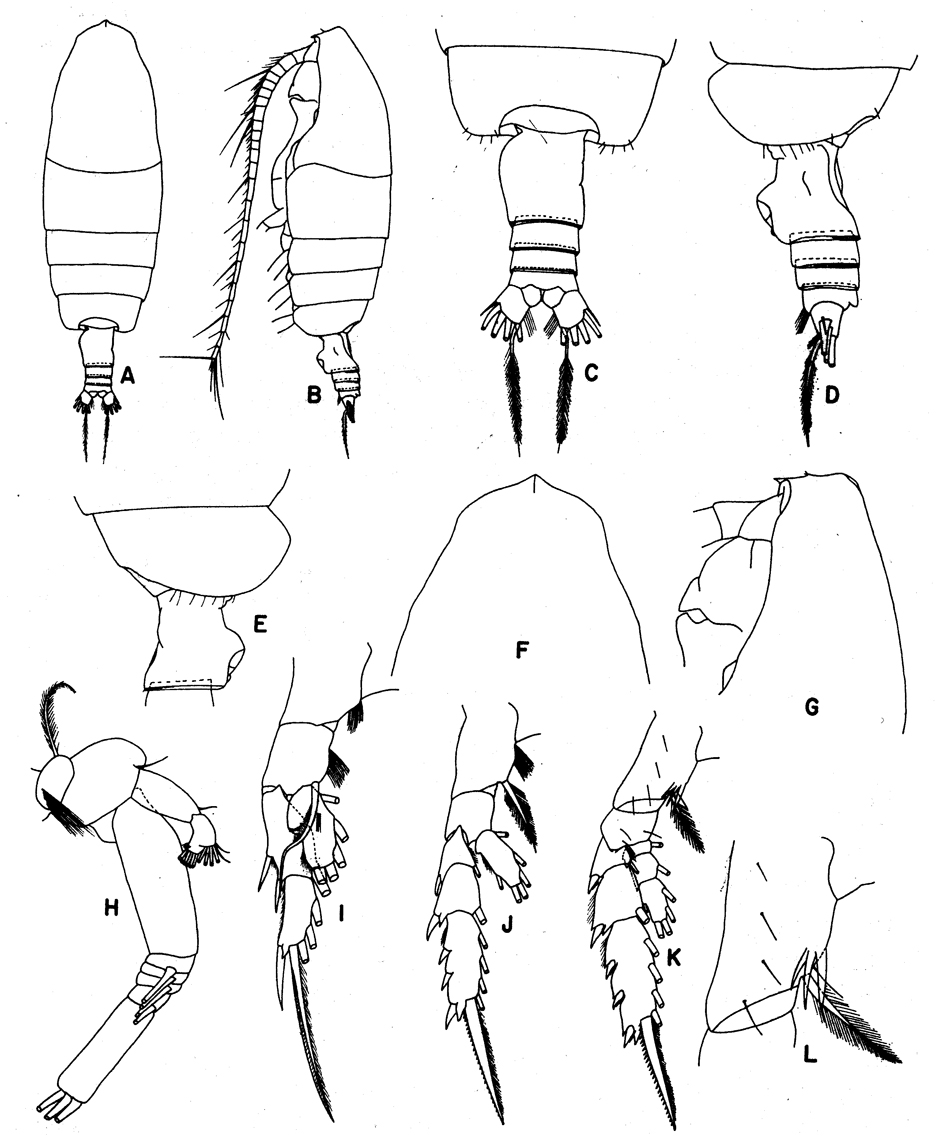 Species Euchirella pseudopulchra - Plate 8 of morphological figures