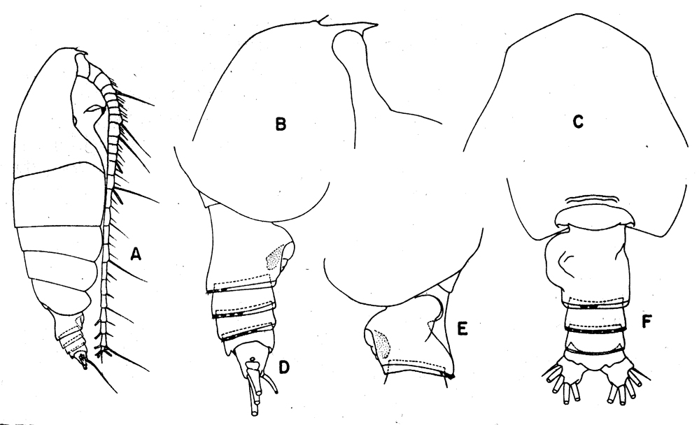 Espèce Euchirella pulchra - Planche 23 de figures morphologiques