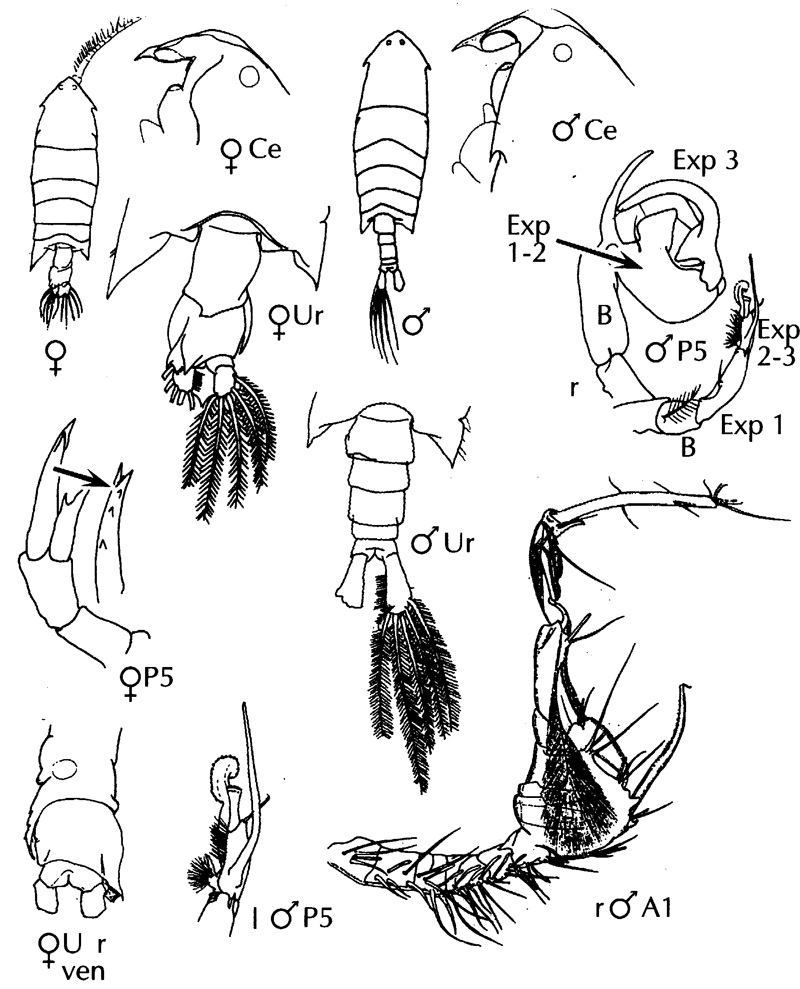 Espèce Pontella atlantica - Planche 15 de figures morphologiques