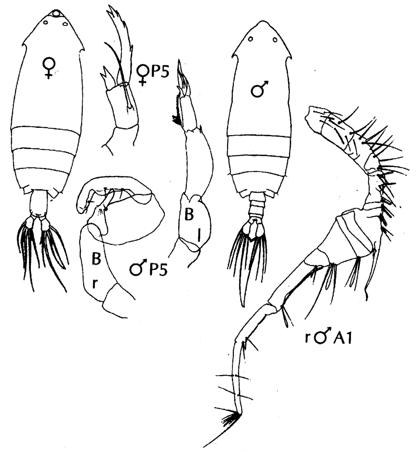 Espèce Pontella gaboonensis - Planche 7 de figures morphologiques