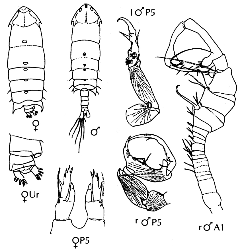 Species Pontella patagoniensis - Plate 2 of morphological figures