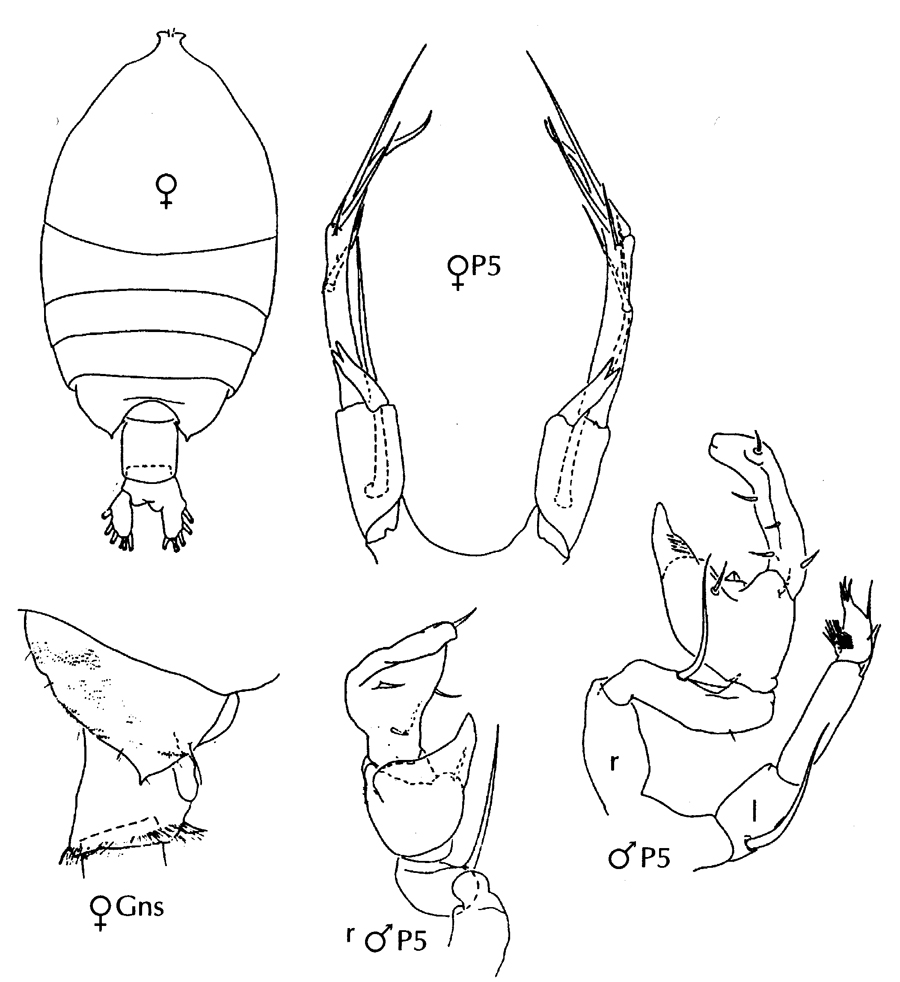 Species Pontellina platychela - Plate 9 of morphological figures