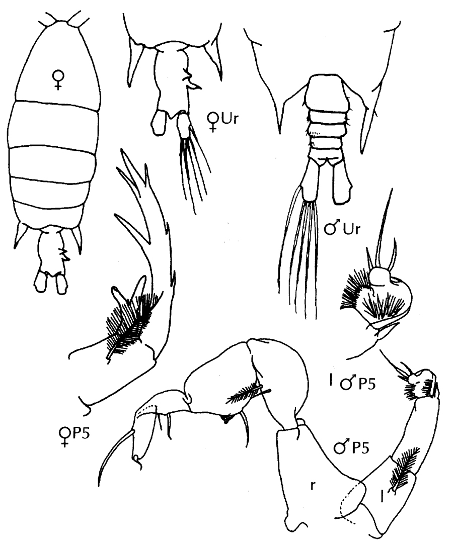 Species Pontellopsis brevis - Plate 6 of morphological figures