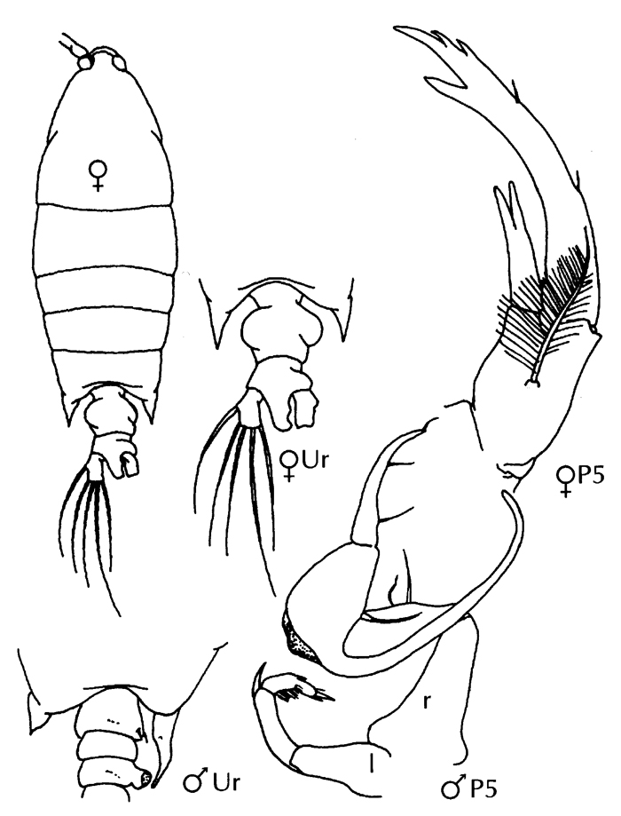 Espèce Pontellopsis perspicax - Planche 14 de figures morphologiques