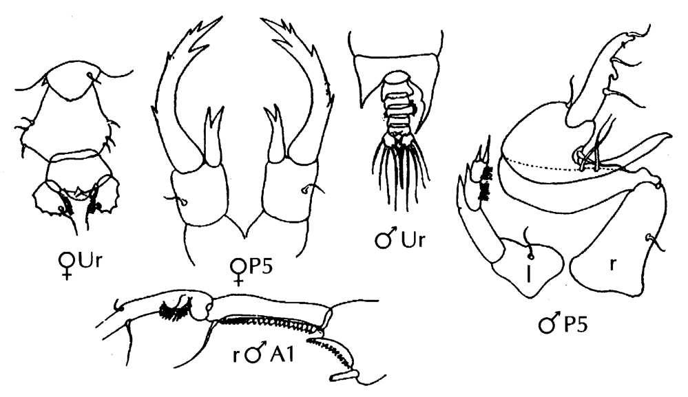 Species Pontellopsis regalis - Plate 16 of morphological figures