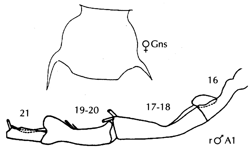 Espèce Candacia bispinosa - Planche 11 de figures morphologiques