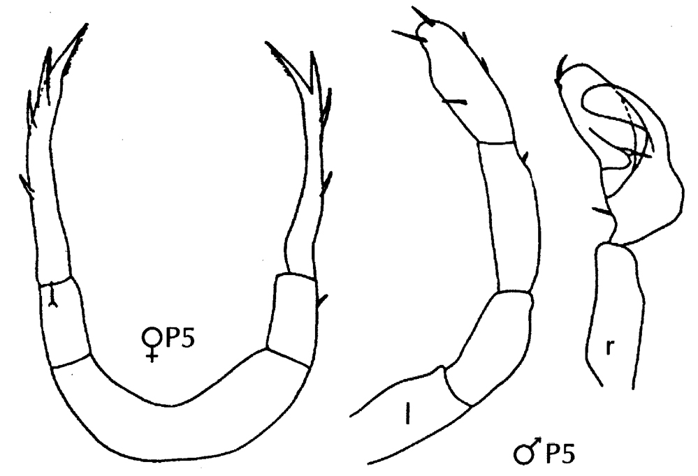 Espce Candacia varicans - Planche 4 de figures morphologiques