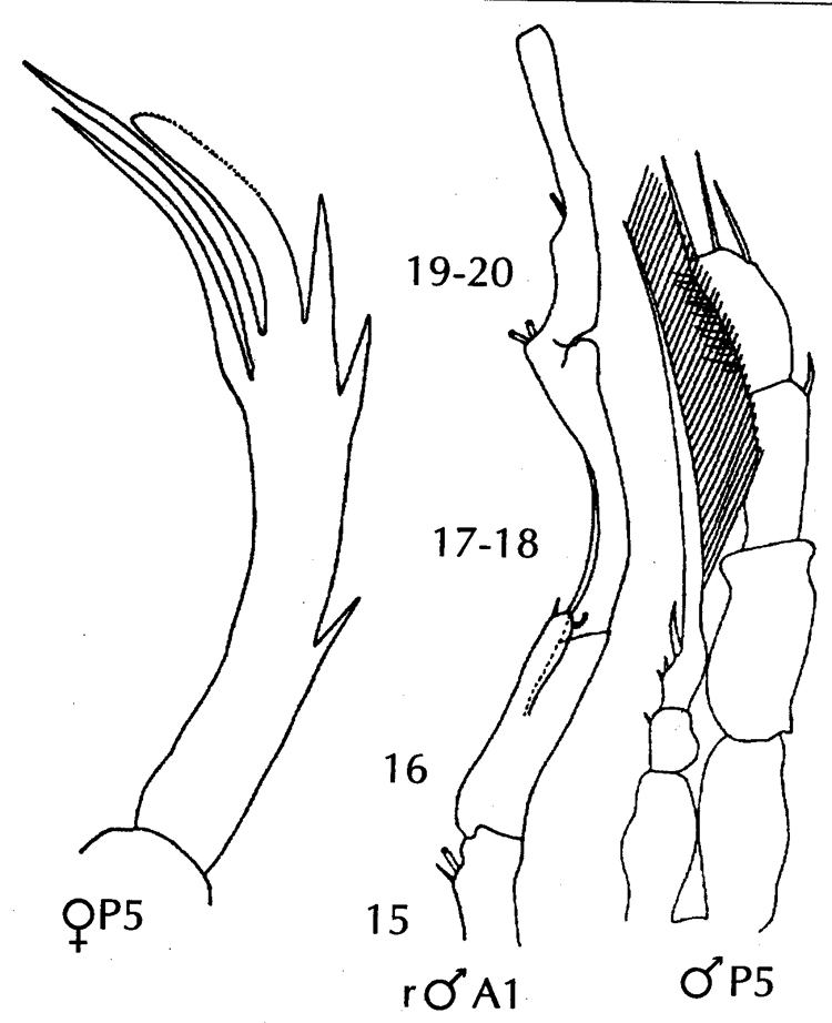 Espce Candacia truncata - Planche 11 de figures morphologiques