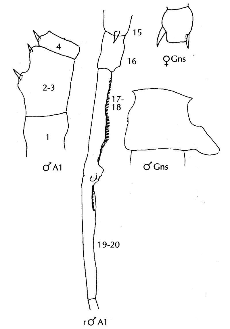 Espèce Candacia pachydactyla - Planche 15 de figures morphologiques