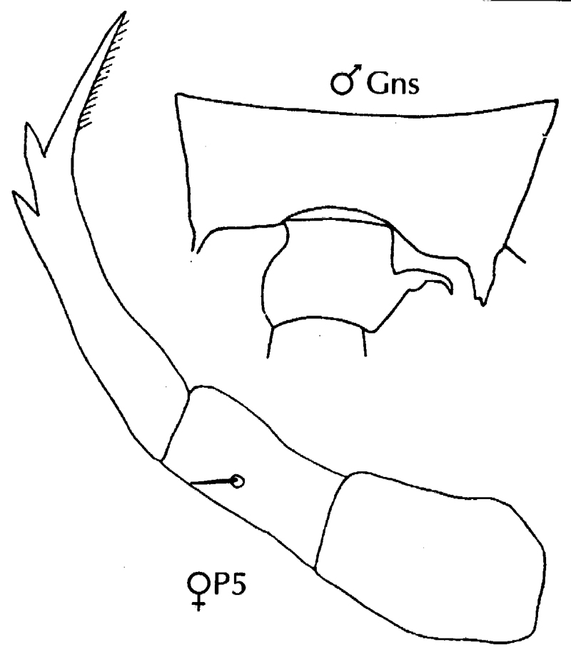 Espèce Candacia tenuimana - Planche 11 de figures morphologiques
