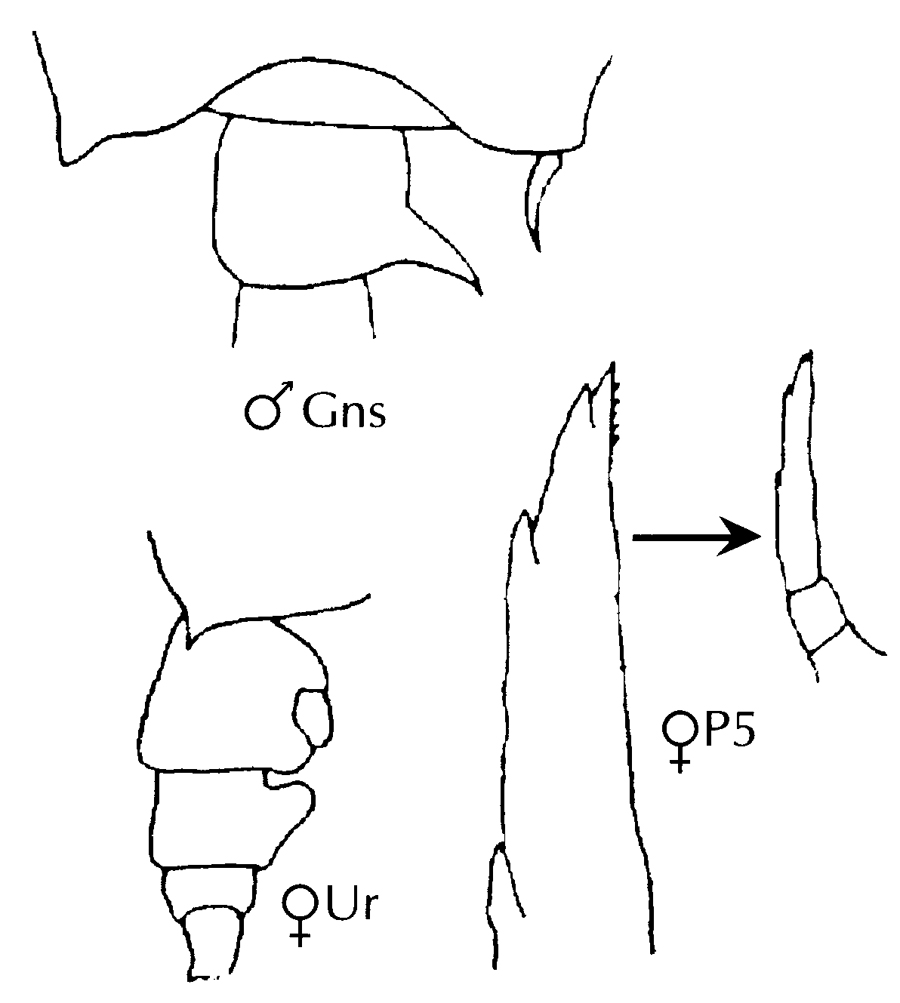Species Candacia paenelongimana - Plate 3 of morphological figures