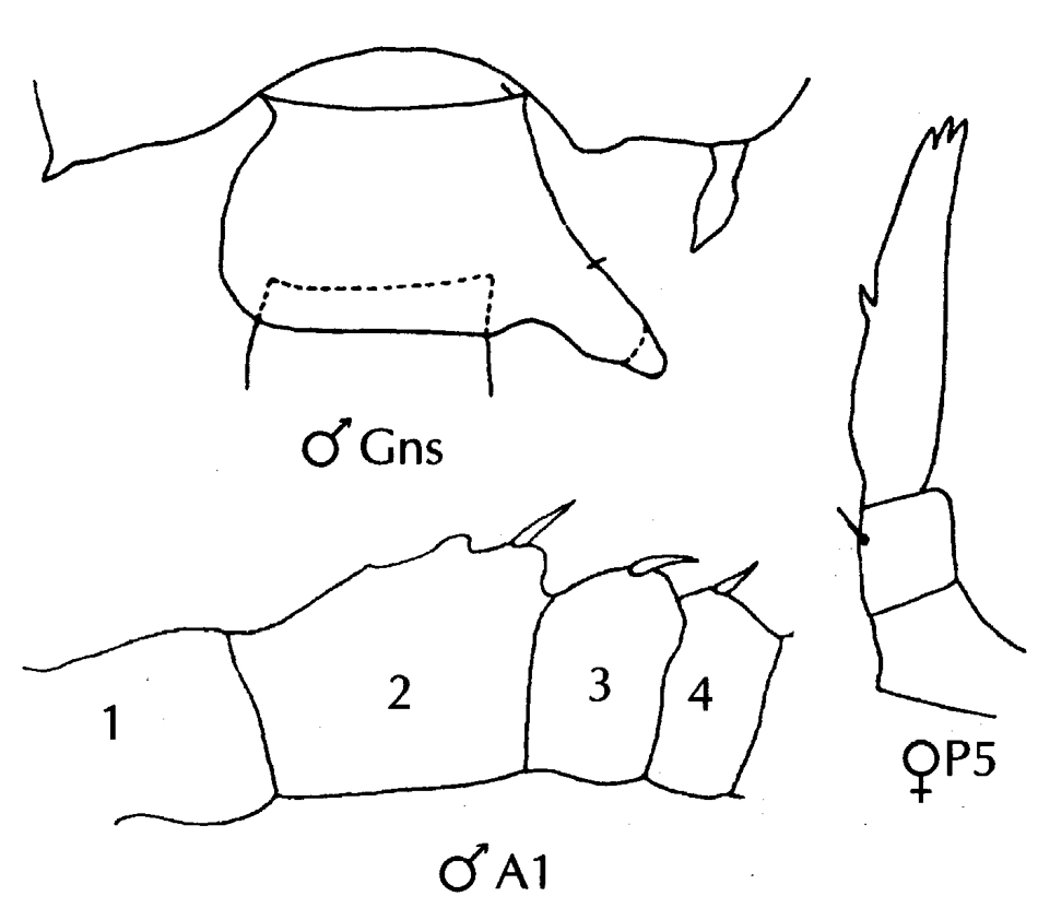 Species Candacia longimana - Plate 11 of morphological figures