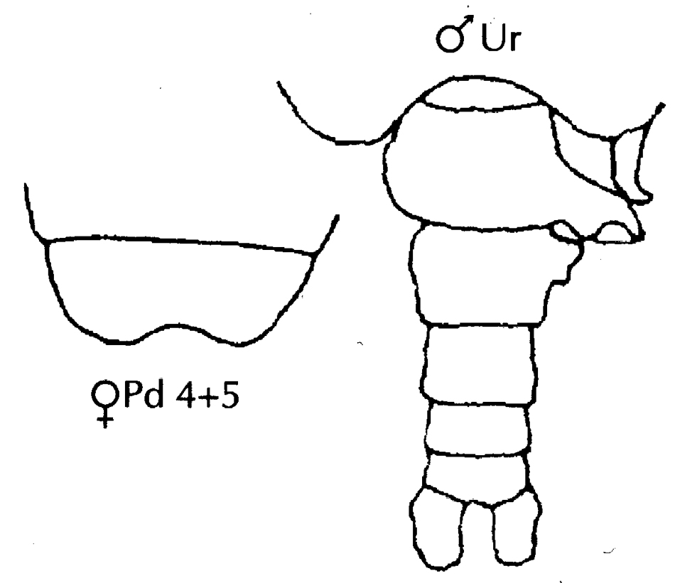 Espèce Candacia elongata - Planche 9 de figures morphologiques
