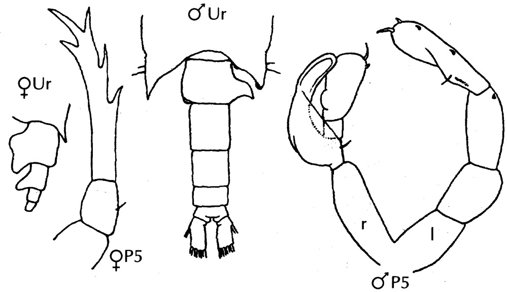 Species Candacia cheirura - Plate 14 of morphological figures