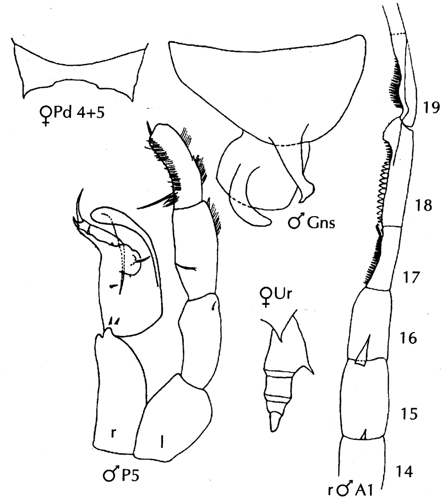 Espce Candacia curta - Planche 12 de figures morphologiques