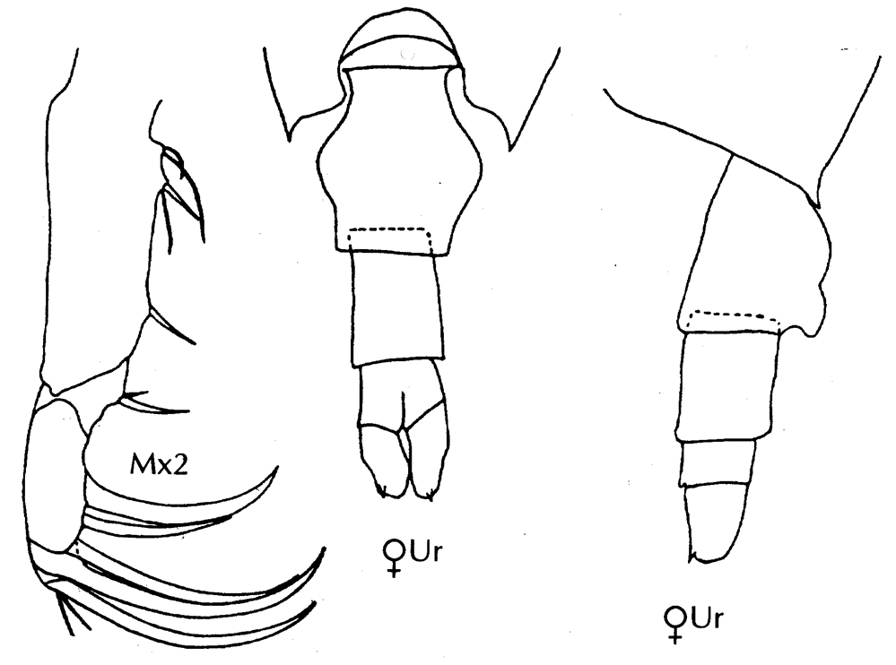 Espce Candacia catula - Planche 9 de figures morphologiques