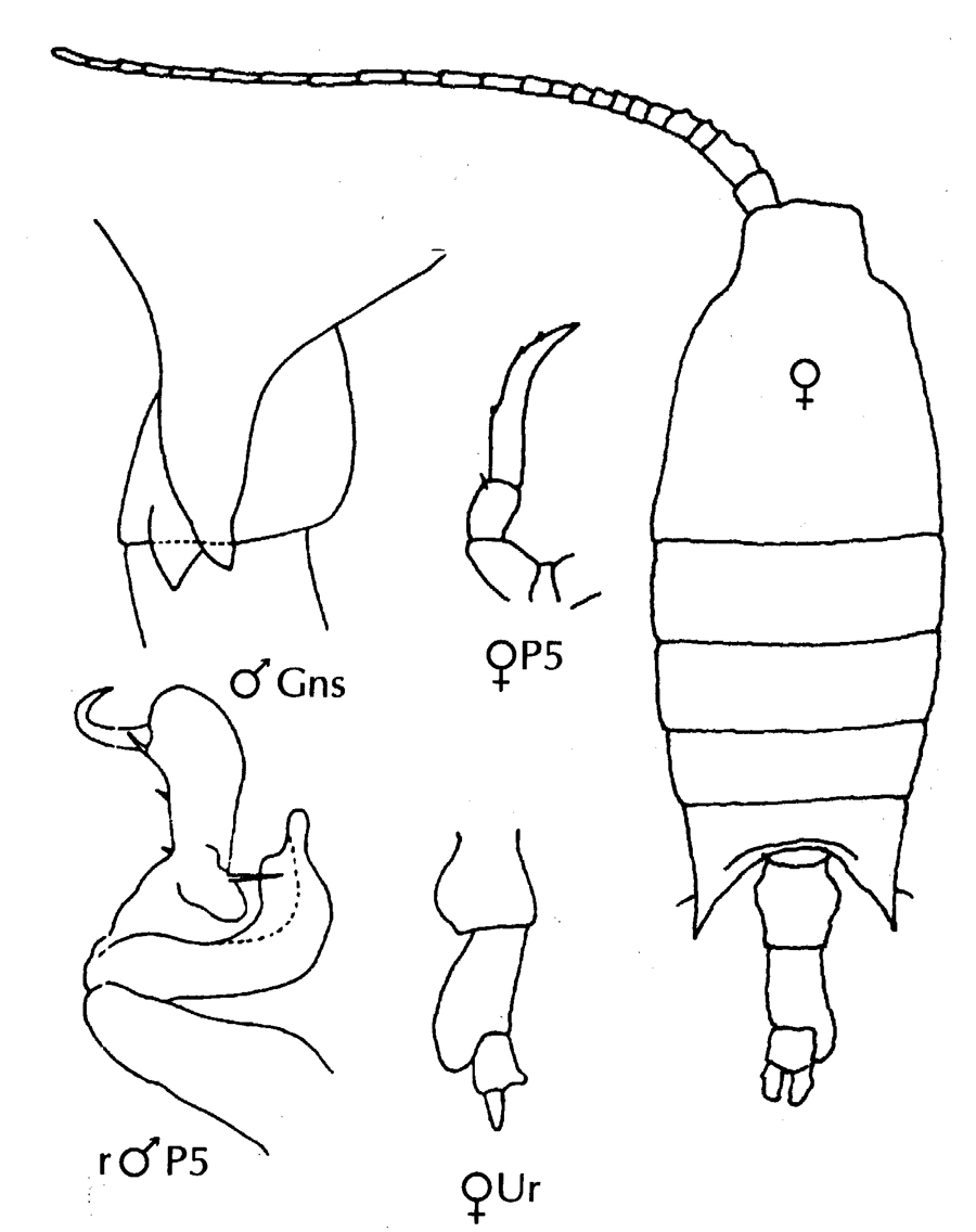 Espce Candacia armata - Planche 11 de figures morphologiques