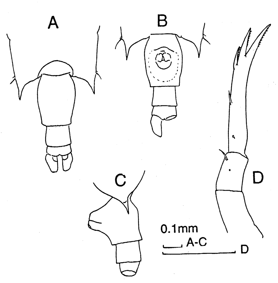 Espèce Candacia varicans - Planche 5 de figures morphologiques