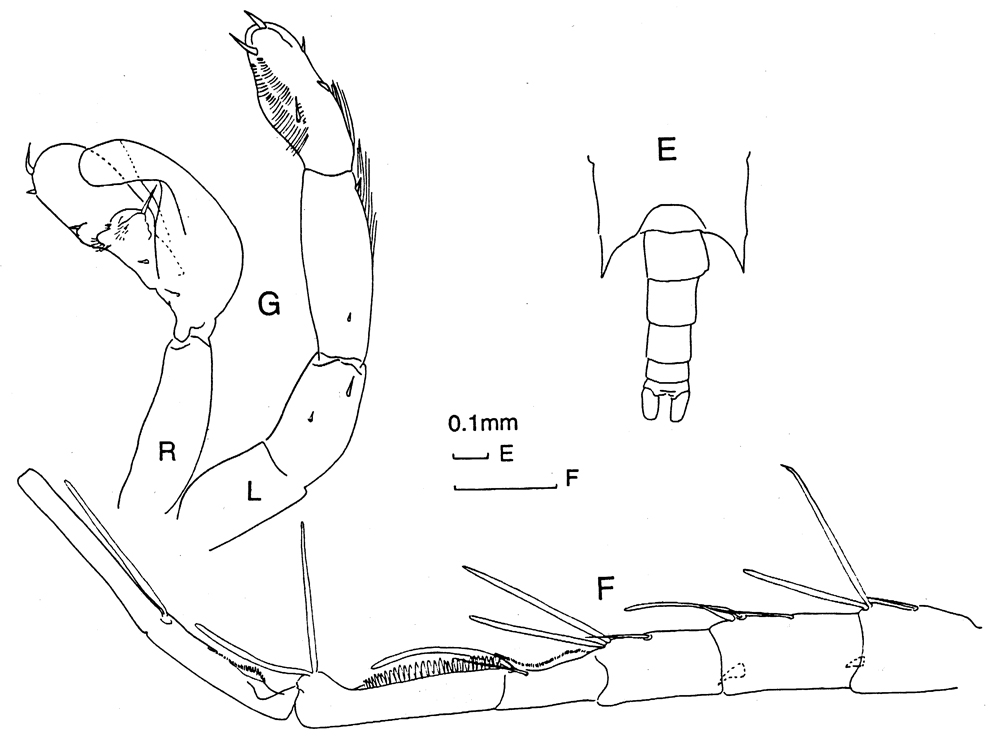 Espèce Candacia varicans - Planche 6 de figures morphologiques