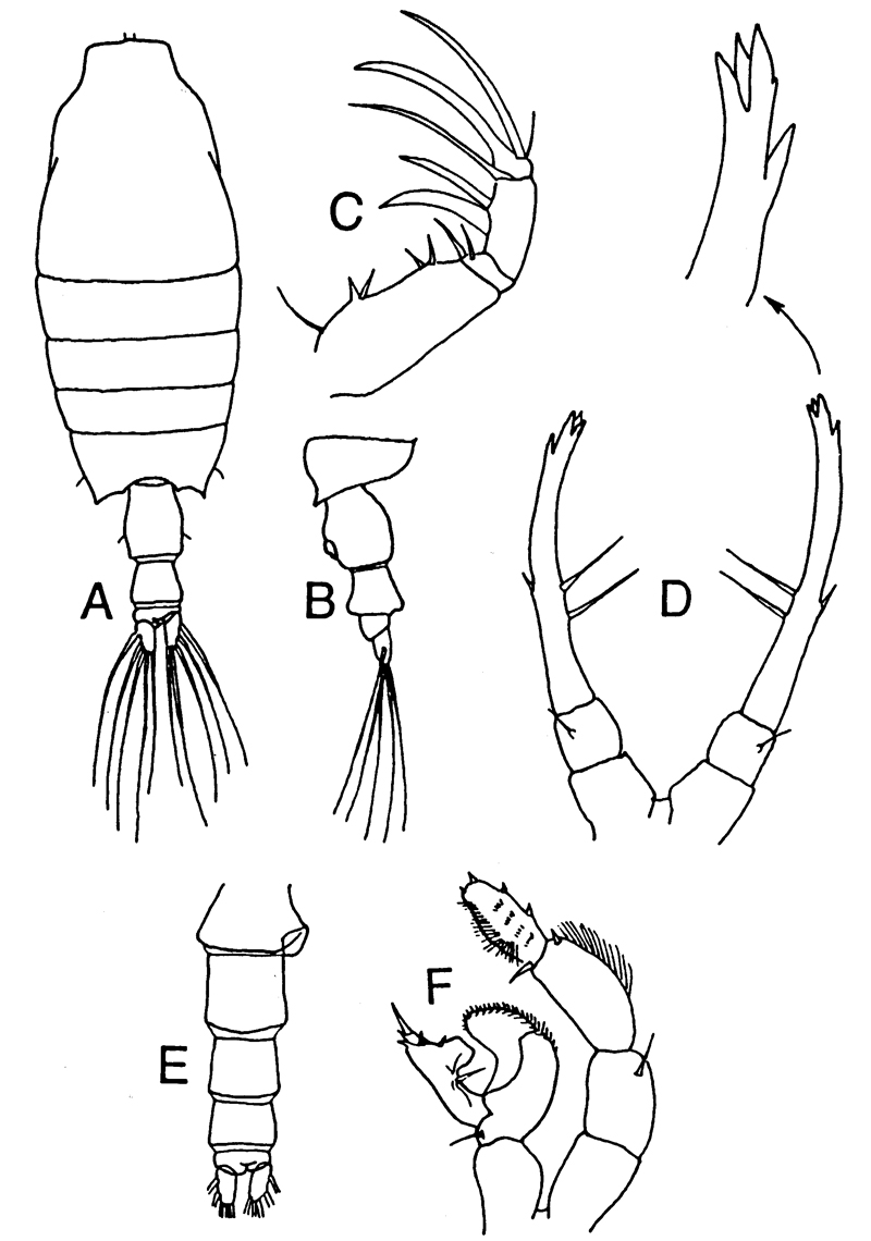 Espce Candacia discaudata - Planche 7 de figures morphologiques