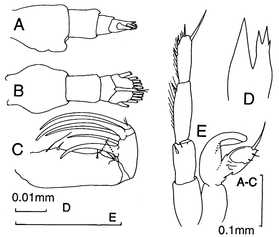 Species Candacia catula - Plate 10 of morphological figures