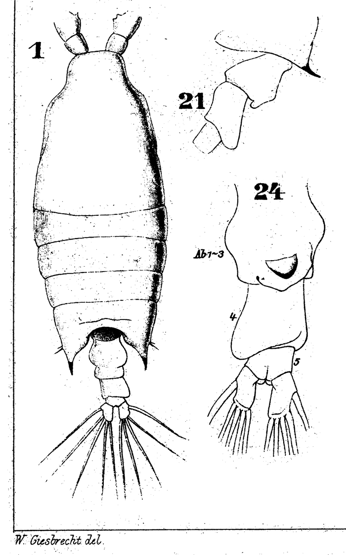 Species Candacia armata - Plate 12 of morphological figures