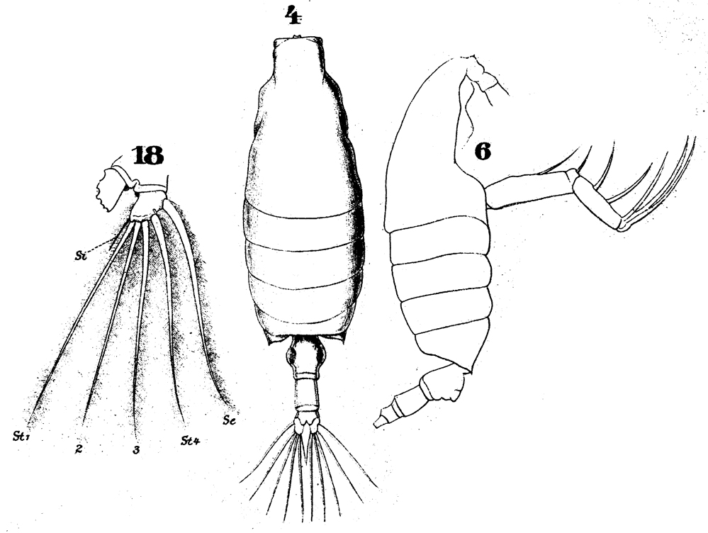 Espèce Candacia longimana - Planche 12 de figures morphologiques