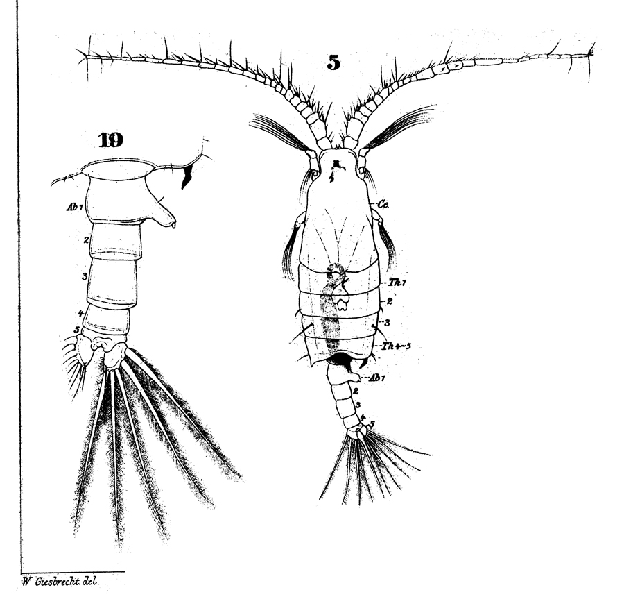 Espèce Candacia longimana - Planche 13 de figures morphologiques