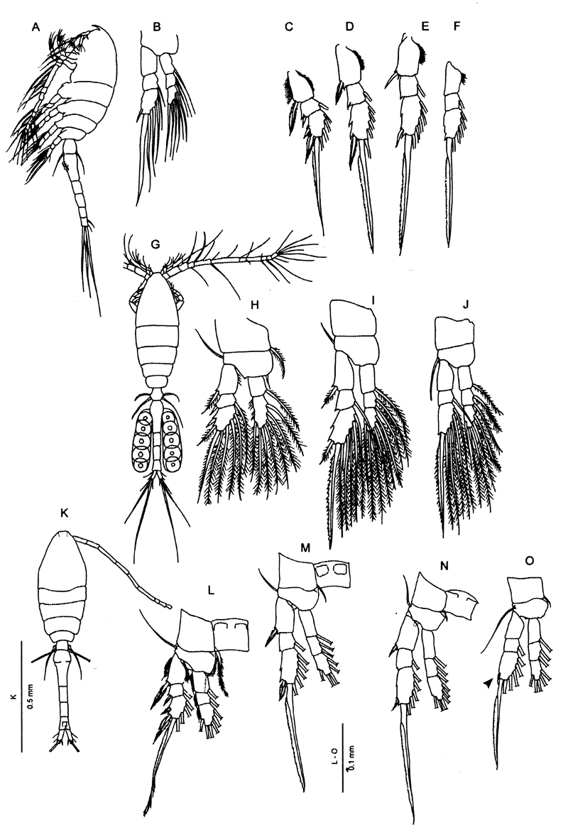 Espèce Oithona similis-Group - Planche 41 de figures morphologiques