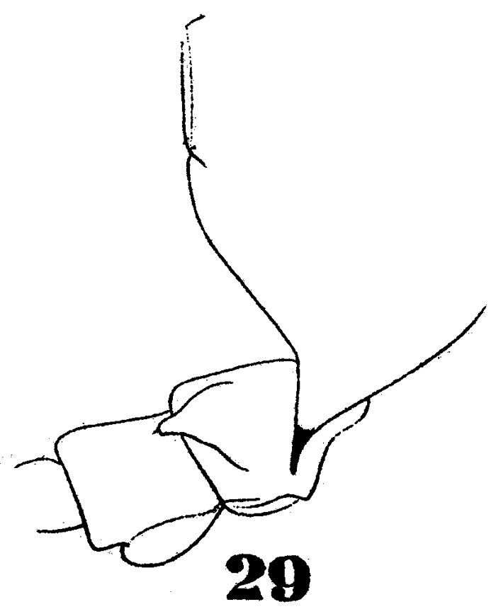 Species Candacia bipinnata - Plate 28 of morphological figures