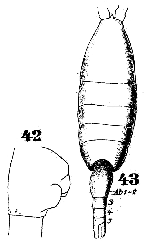 Espèce Heterorhabdus spinifrons - Planche 33 de figures morphologiques