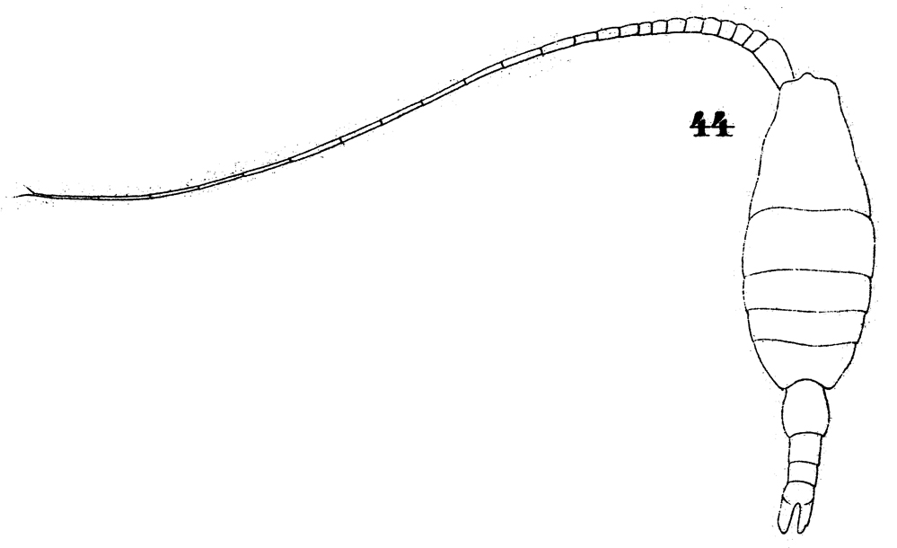 Espce Heterostylites longicornis - Planche 21 de figures morphologiques