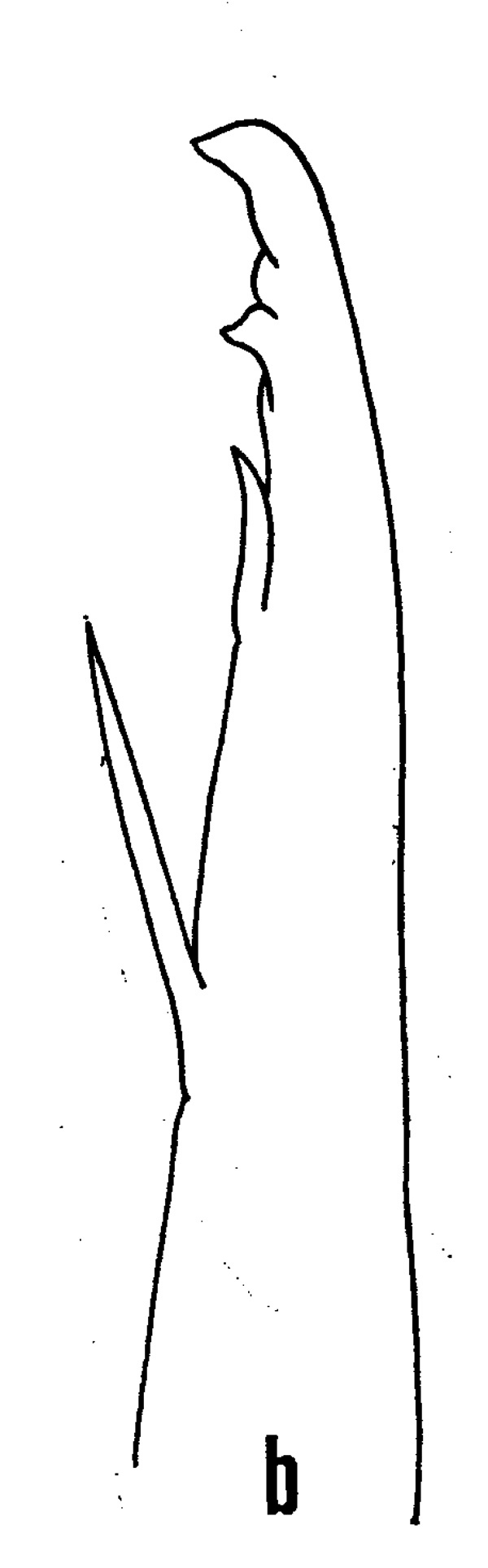 Espèce Euaugaptilus filigerus - Planche 4 de figures morphologiques