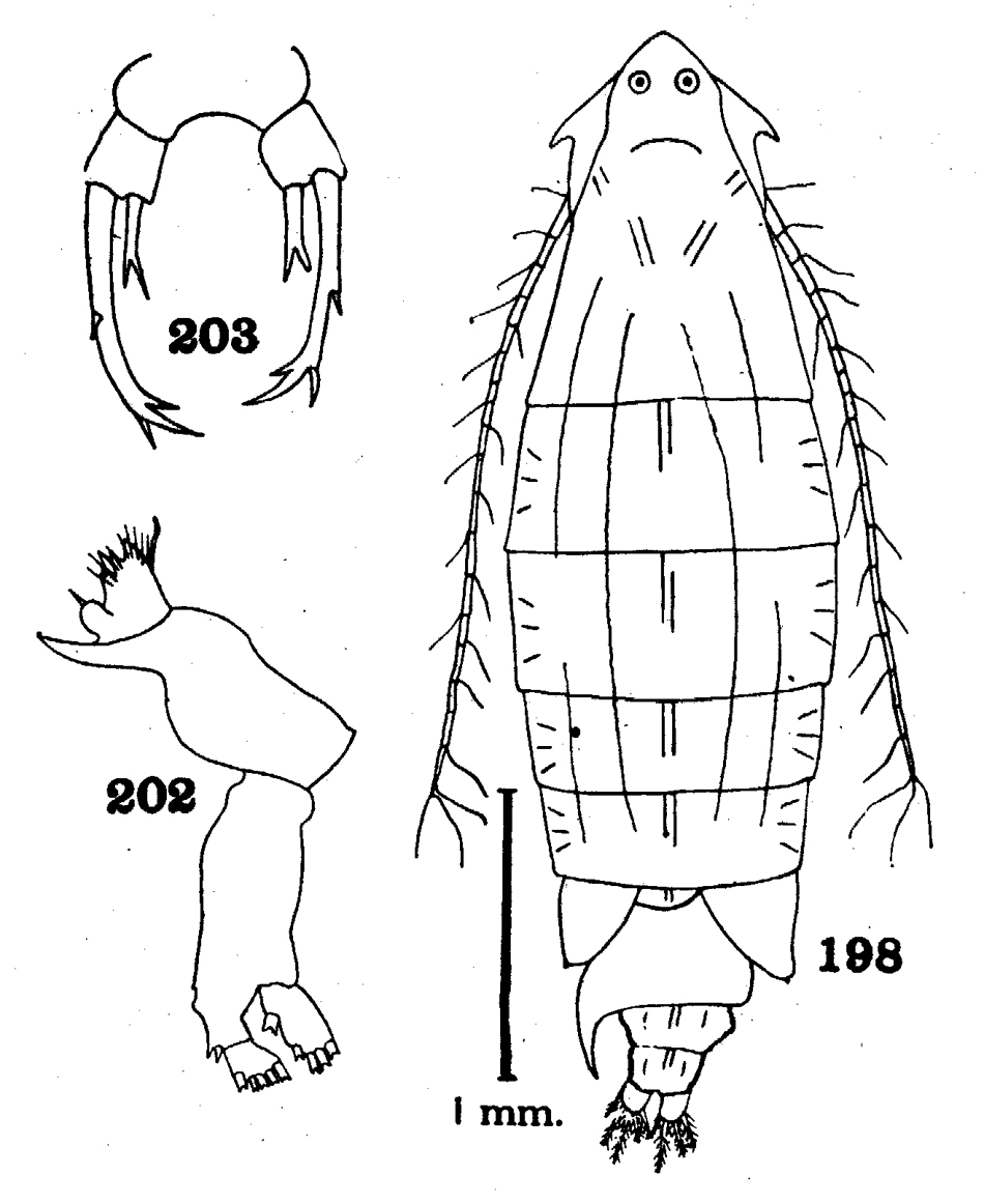 Espce Epilabidocera longipedata - Planche 12 de figures morphologiques