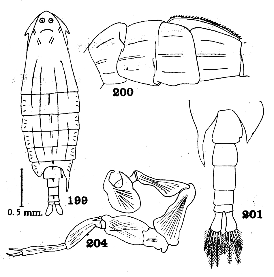 Species Epilabidocera longipedata - Plate 13 of morphological figures