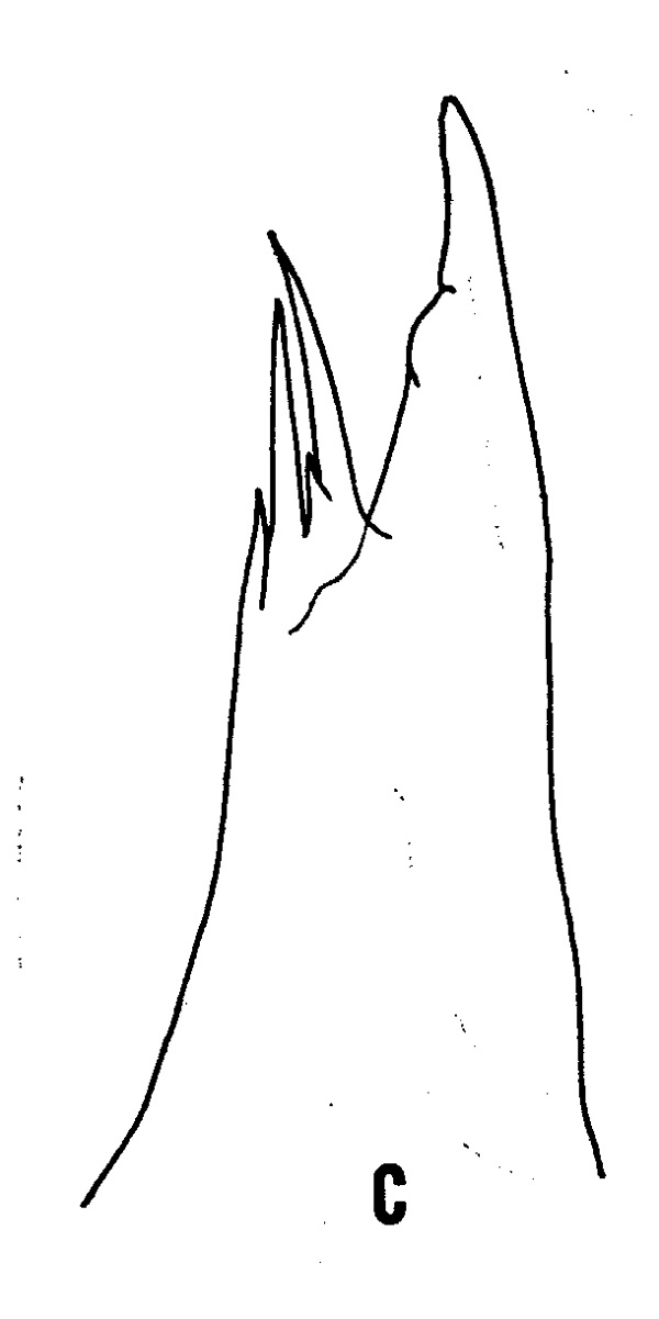 Espèce Euaugaptilus oblongus - Planche 4 de figures morphologiques