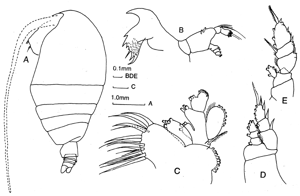 Genre Pseudhaloptilus - Planche 1