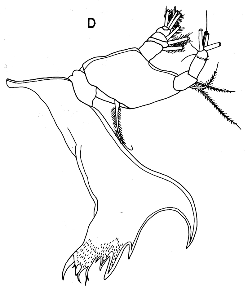 Species Pseudhaloptilus pacificus - Plate 8 of morphological figures