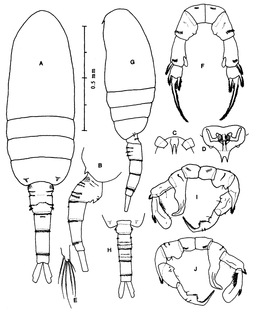 Species Pseudodiaptomus lobipes - Plate 3 of morphological figures