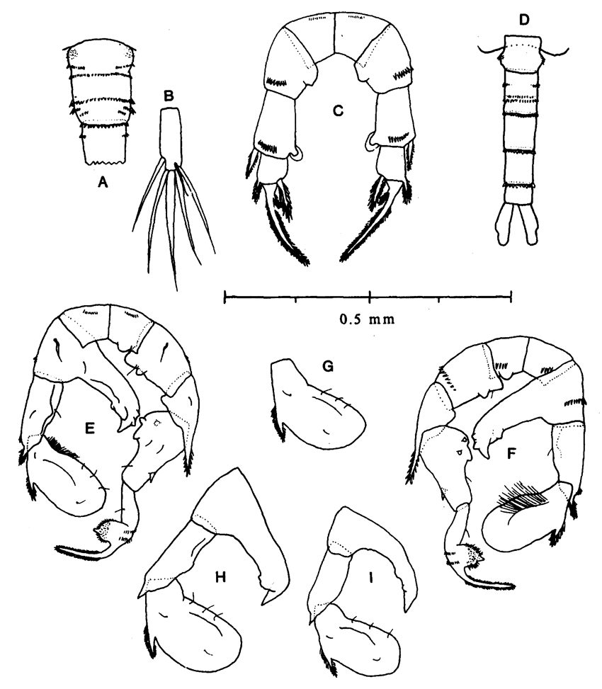 Espèce Pseudodiaptomus binghami - Planche 3 de figures morphologiques