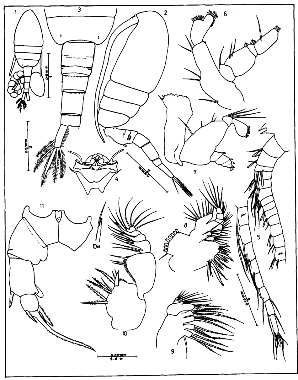 Espèce Pseudodiaptomus binghami - Planche 6 de figures morphologiques