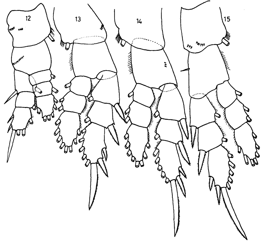 Espce Pseudodiaptomus binghami - Planche 7 de figures morphologiques