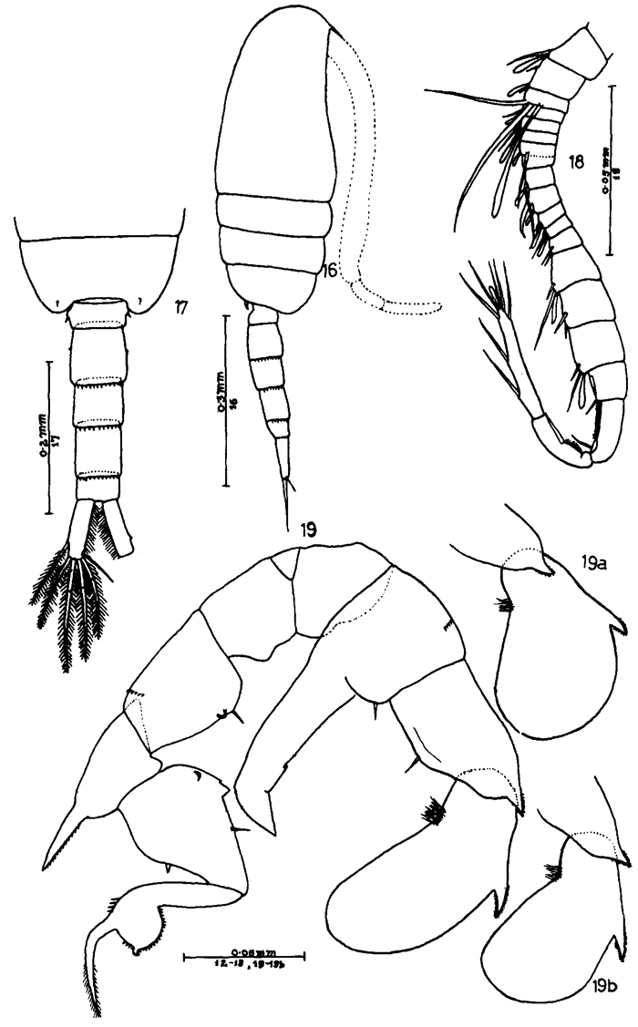 Espèce Pseudodiaptomus binghami - Planche 9 de figures morphologiques