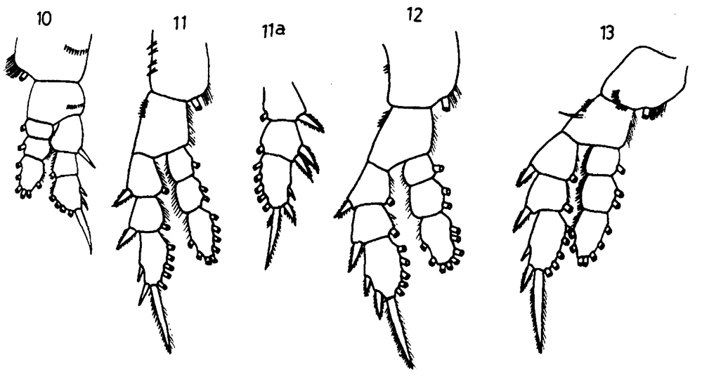 Species Pseudodiaptomus tollingerae - Plate 5 of morphological figures